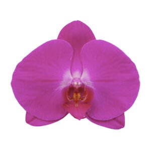 蘭花