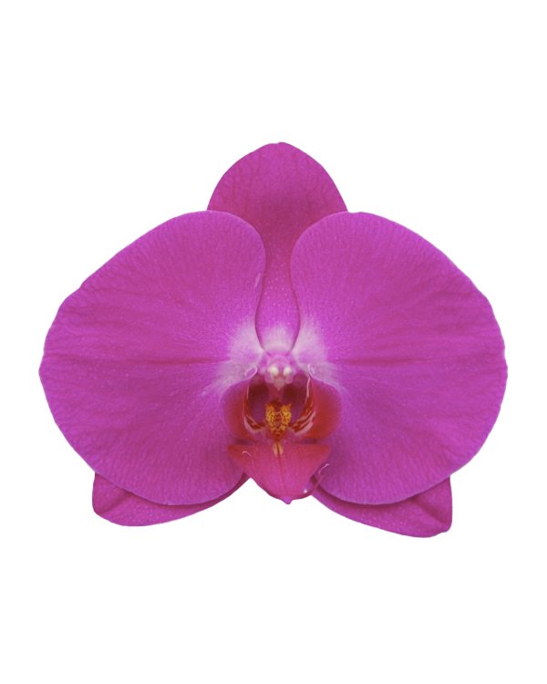 蘭花