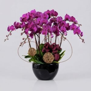 蘭花
