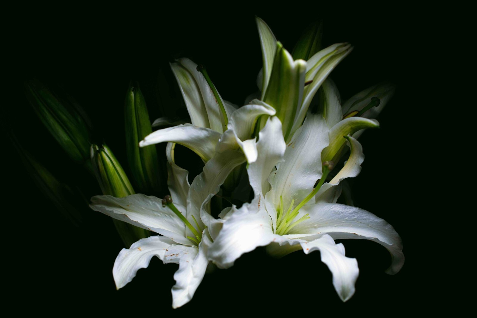 關於百合花：你所不知道的事